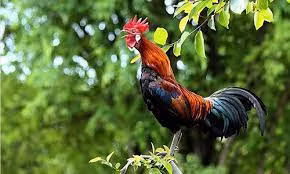  Họ không bao giờ ngại khó khăn trong công việc, dựa vào nỗ lực hoạt động tích cực của mình, 21.4 ~ 26.4, vận may phản công! 