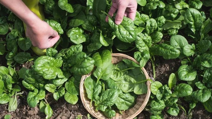 Loại rau nhìn qua tưởng cây dại nhưng được xem là thần dược ảnh 1 Loại rau nhìn qua tưởng cây dại nhưng được xem là thần dược ảnh 1