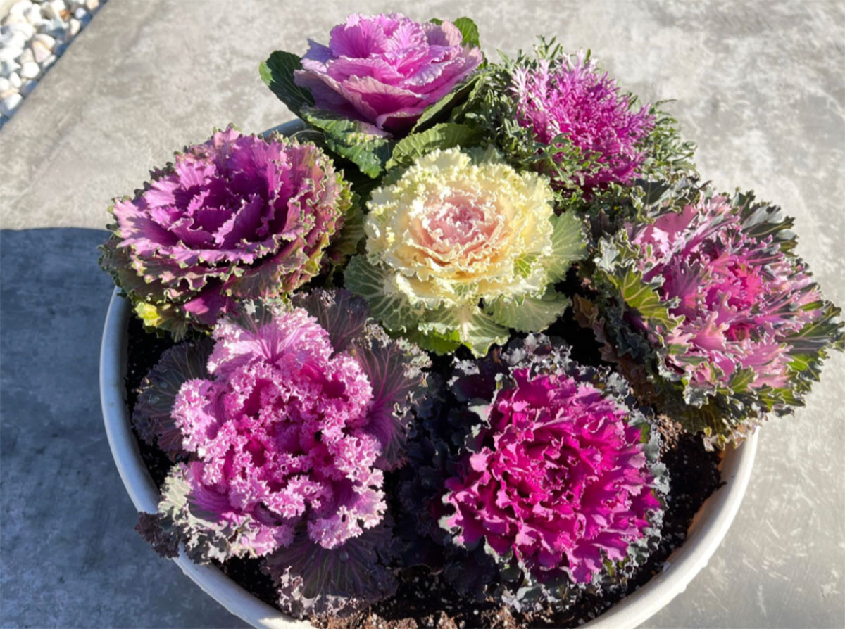 Hoa la cam choi co the an, gia gan tram nghin van hut khach-Hinh-2