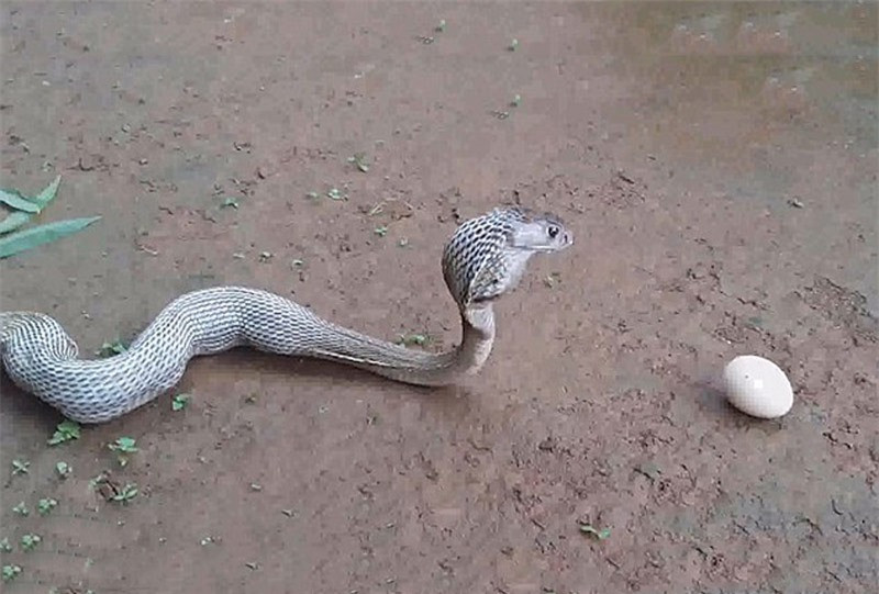 Quả trứng đầu tiên mà rắn hổ mang chúa nôn ra.