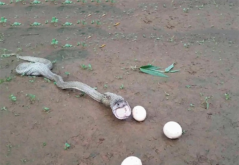 Ắt hẳn việc nôn ra trứng này sẽ khó khăn hơn việc nuốt chúng vào.