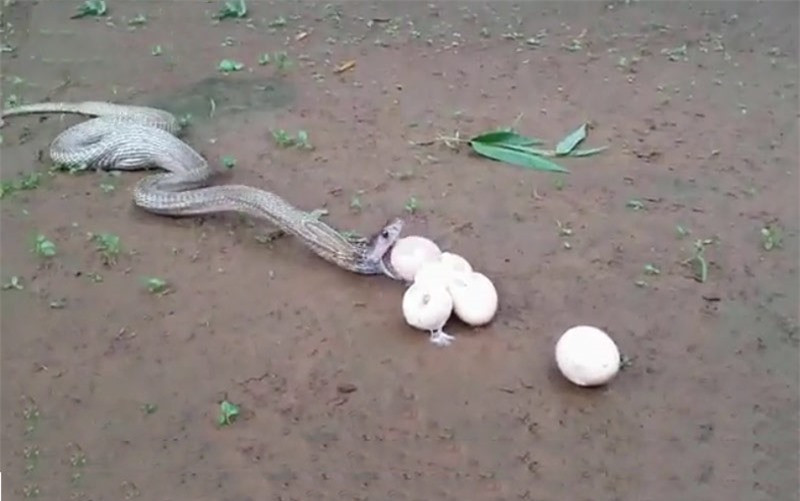Chưa đầy một phút sau, rắn hổ mang chúa đã nôn ra được 6 quả trứng.