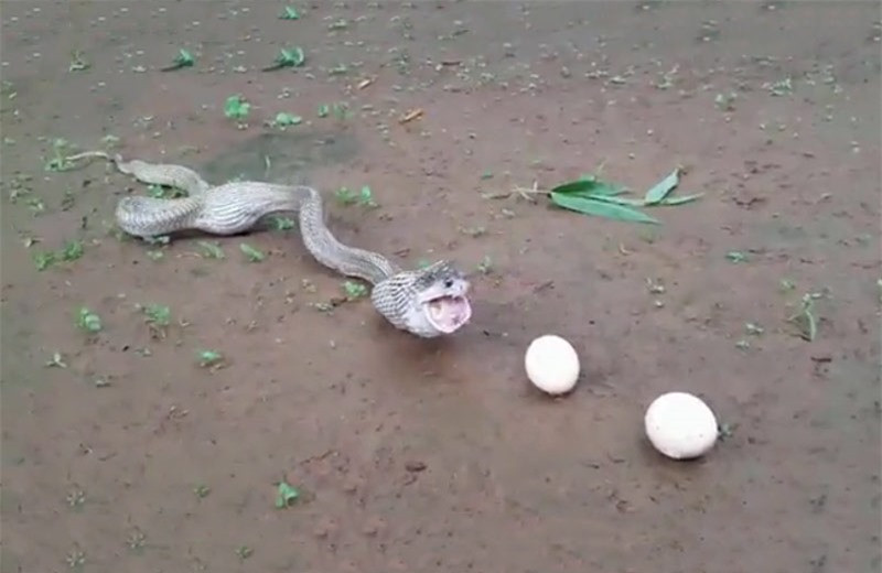 Cảnh tượng này khiến người ta liên tưởng tới việc rắn hổ mang đang đẻ trứng bằng miệng.