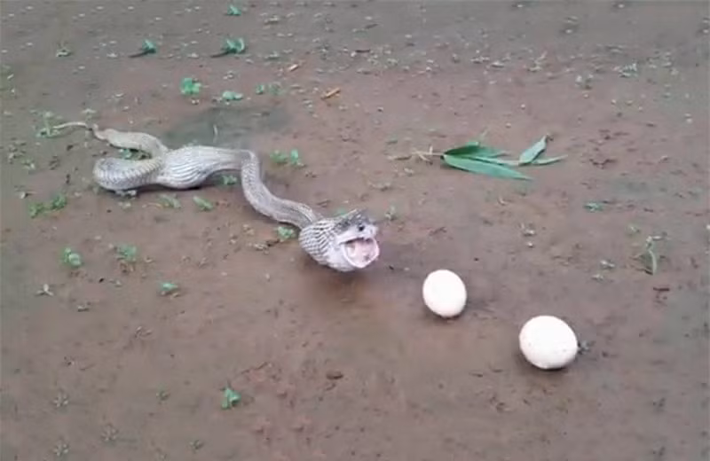 Cảnh tượng này khiến người ta liên tưởng tới việc rắn hổ mang đang đẻ trứng bằng miệng.