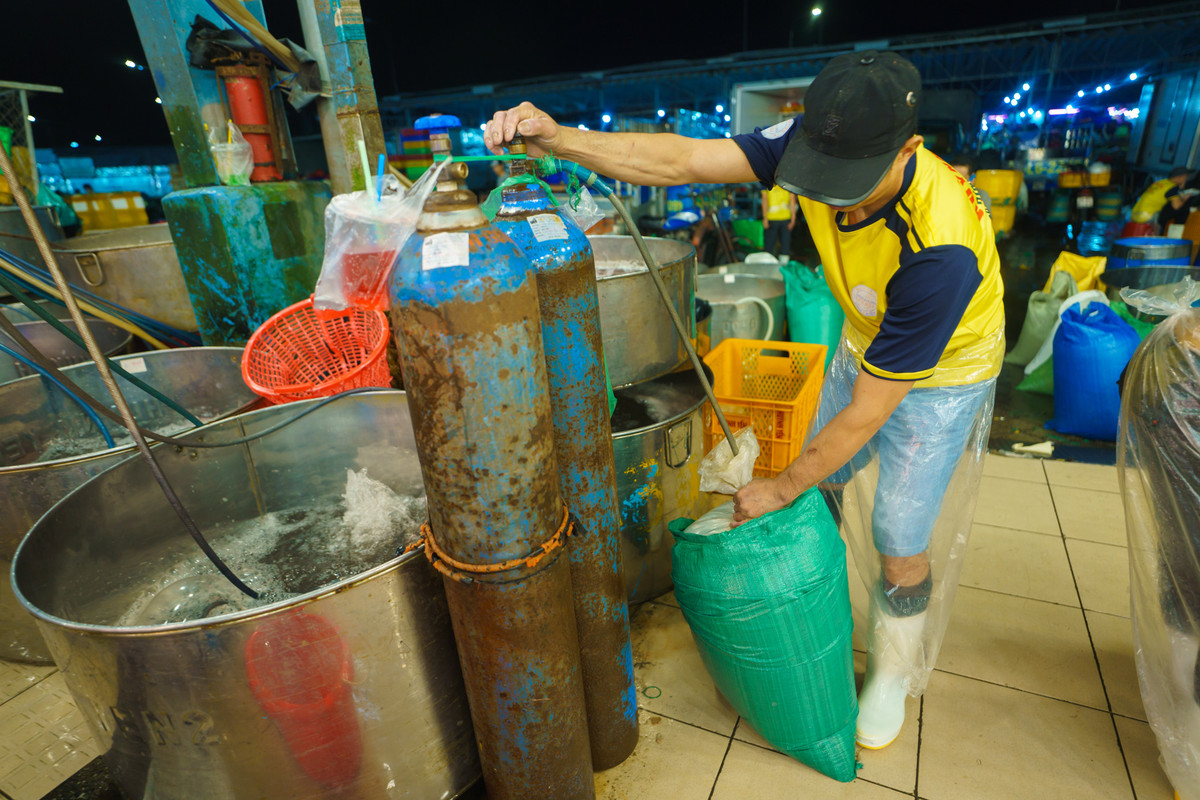 Cá sau khi cân sẽ được cho nước, bơm ôxy vào bịch nylon, mỗi bịch chứa khoảng 5-10kg cá, tùy khách mua.