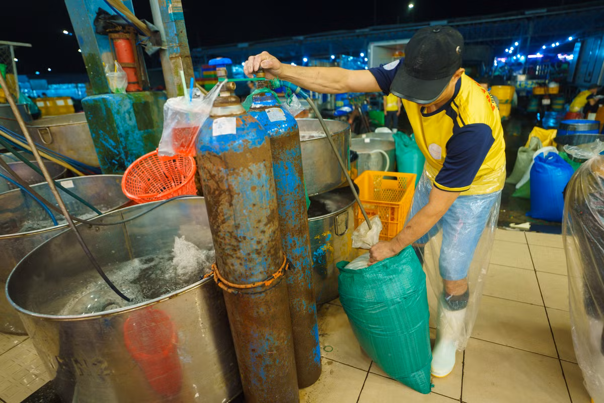 Cá sau khi cân sẽ được cho nước, bơm ôxy vào bịch nylon, mỗi bịch chứa khoảng 5-10kg cá, tùy khách mua.