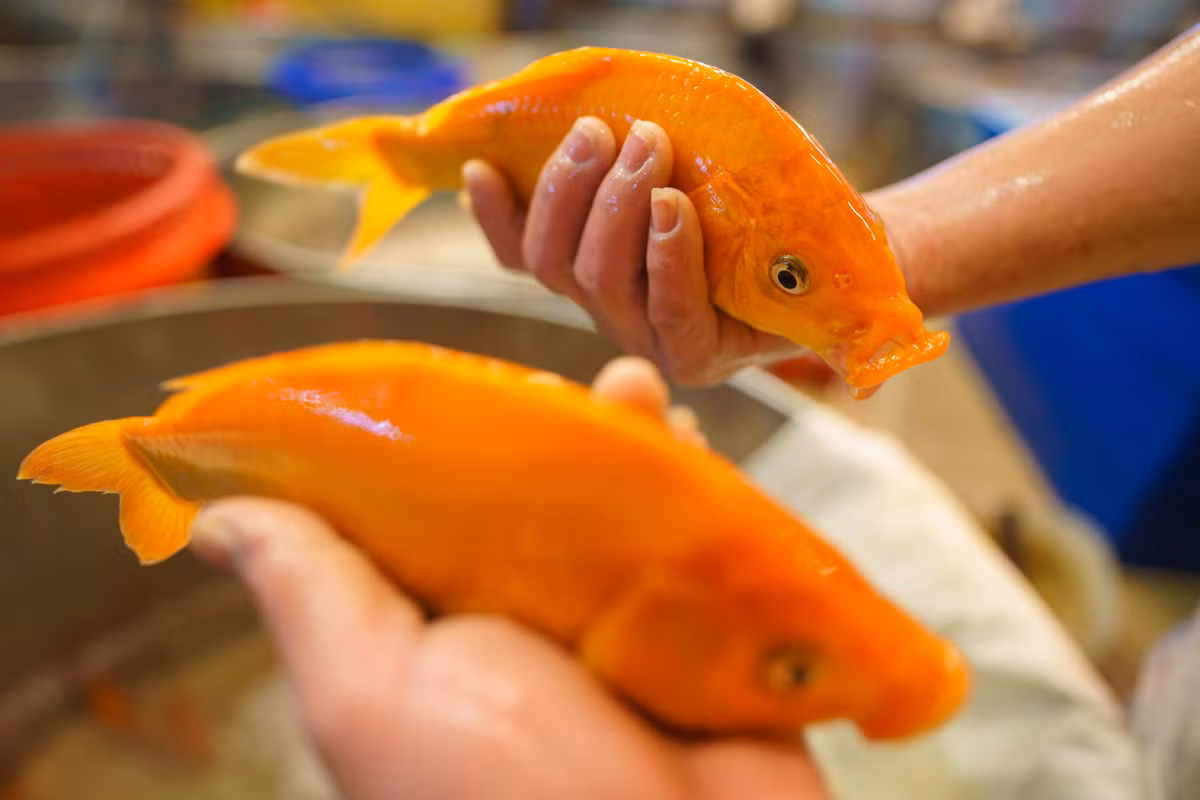 Cá chép đỏ nhỏ bằng nắm tay, được nhập chủ yếu từ Đồng Nai. Chủ sạp sẽ cho người lựa cá yếu hoặc đã chết ra, để cá khỏe lại trong thùng cho tiểu thương lựa chọn. Từ chiều 21 tháng Chạp, các xe chở cá đổ lên nhộn nhịp hơn. Giá bán dao động từ 70.000-110.000 đồng/kg, tùy loại.