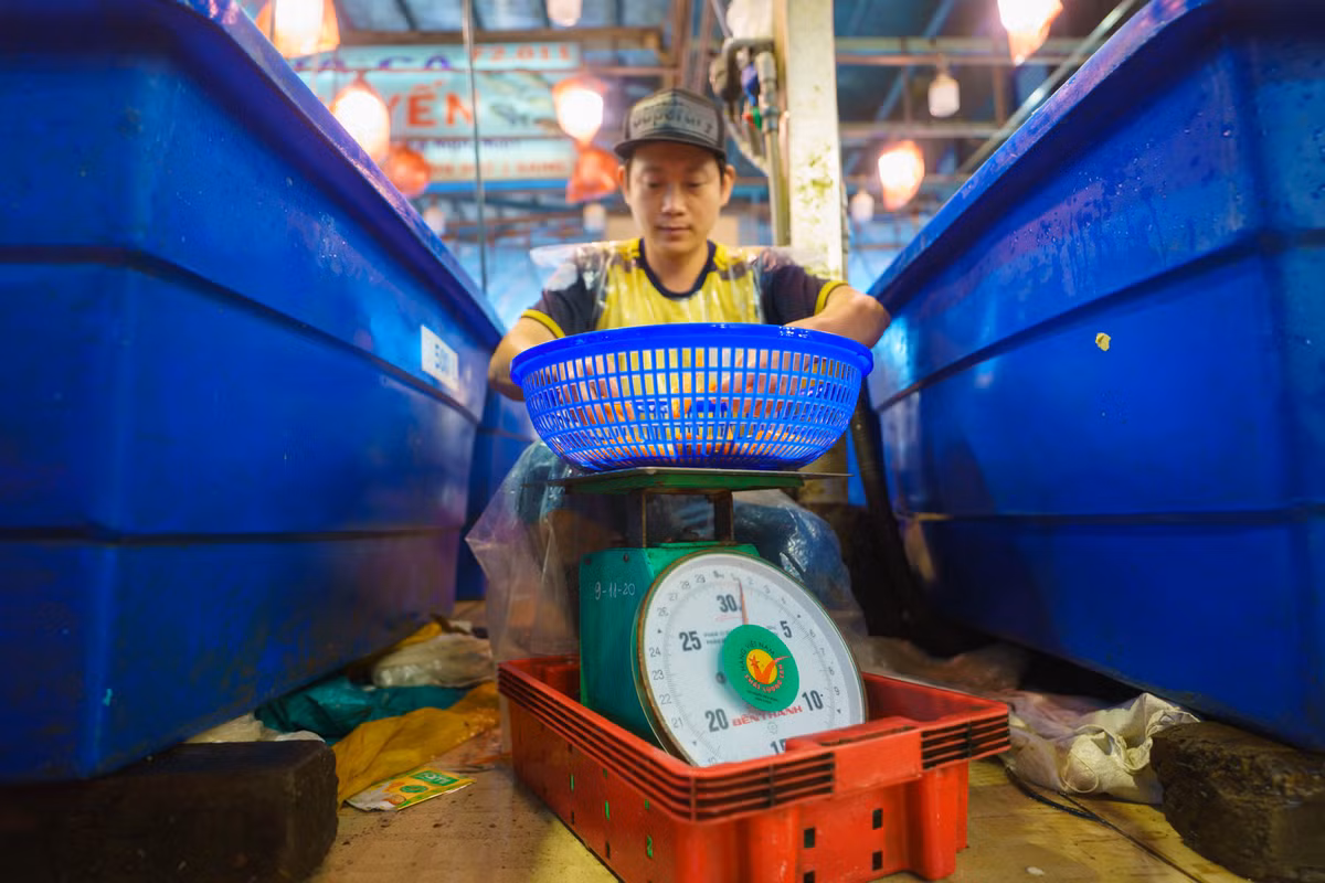 Việc vớt cá và cân ký diễn ra rất nhanh chóng. Mỗi vựa, chủ đều thuê nhiều nhân công để lựa, cân cá, đóng gói và giao cho khách hàng.