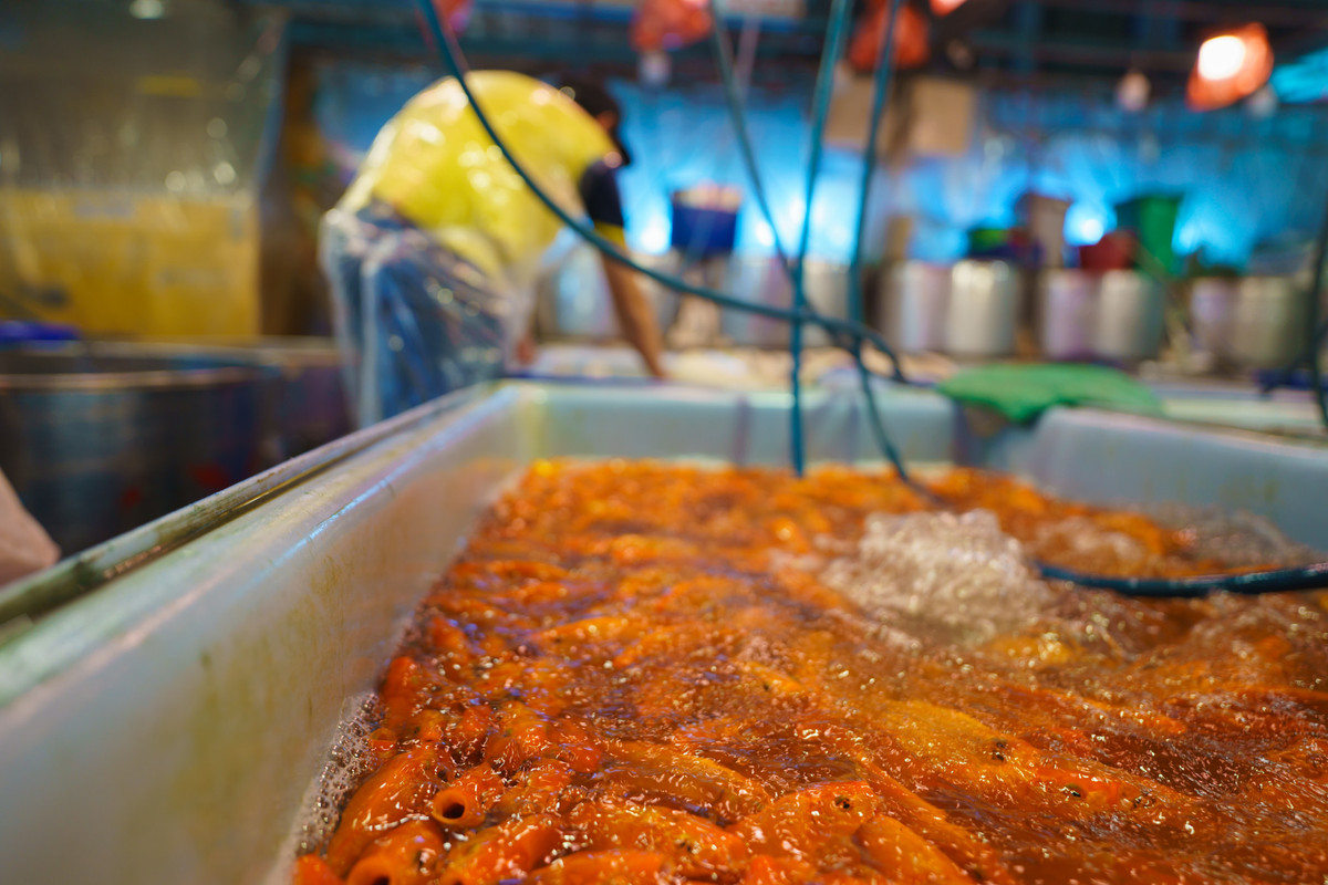 Việc phóng sinh cá chép sau khi làm lễ cúng Táo quân là nét đẹp văn hóa, có giá trị nhân văn từ hàng trăm năm nay.