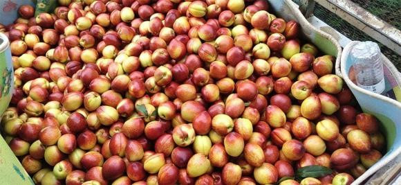 Sau thang 4 khuyen ban khong nen mua 6 loai trai cay nay-Hinh-6