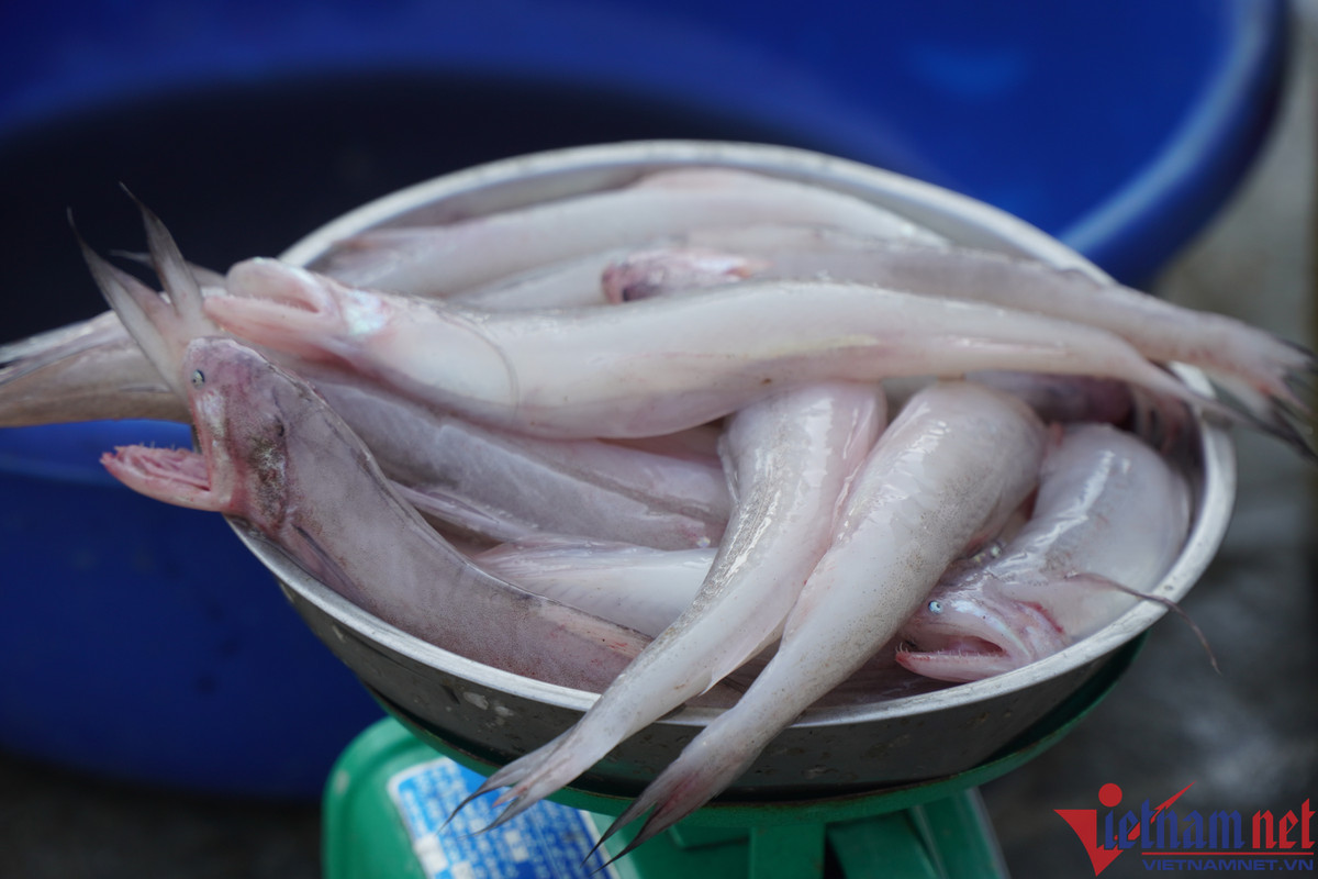 Ca khoai hon nua trieu dong mot kg, nguoi dan tranh nhau mua-Hinh-4