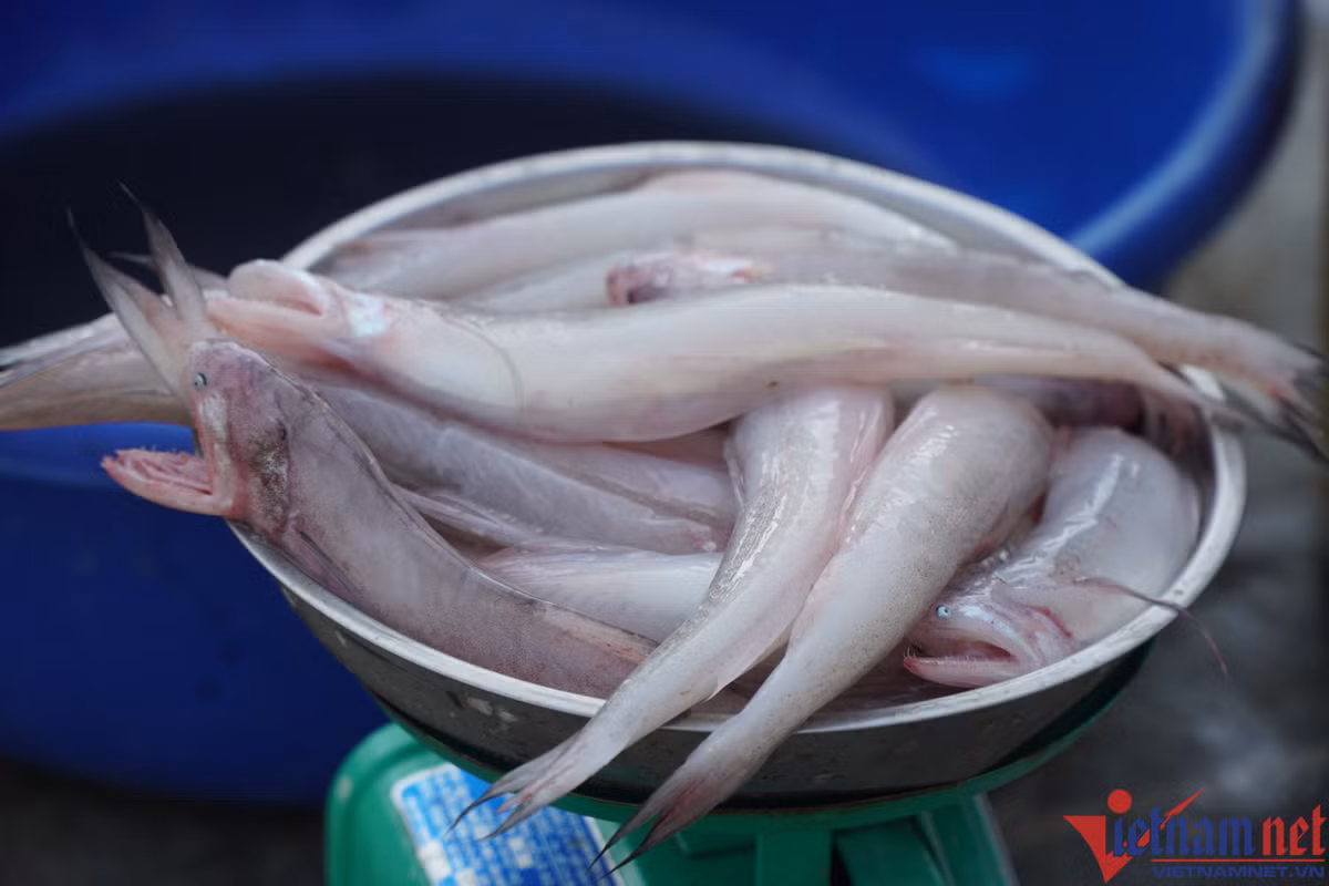 Ca khoai hon nua trieu dong mot kg, nguoi dan tranh nhau mua-Hinh-4