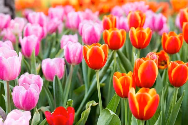 Tre sinh vao 3 khung gio Am lich nay, tuong lai hoa rong-Hinh-2