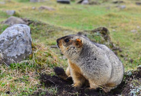 Neu con nguoi dot ngot bien mat, ai tro thanh 'chua te trai dat'?-Hinh-5