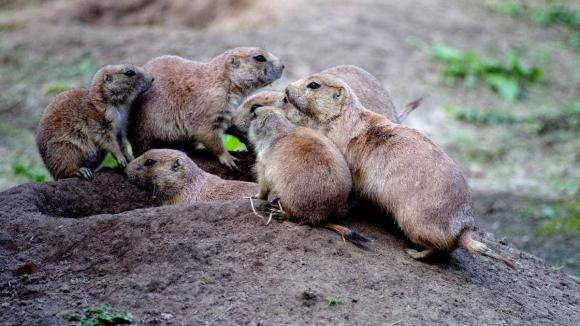 Neu con nguoi dot ngot bien mat, ai tro thanh 'chua te trai dat'?-Hinh-4