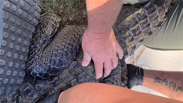 Người đàn ông phát hiện con cá sấu dài 2,4m trốn trên gác mái nhà mình - Ảnh 3.