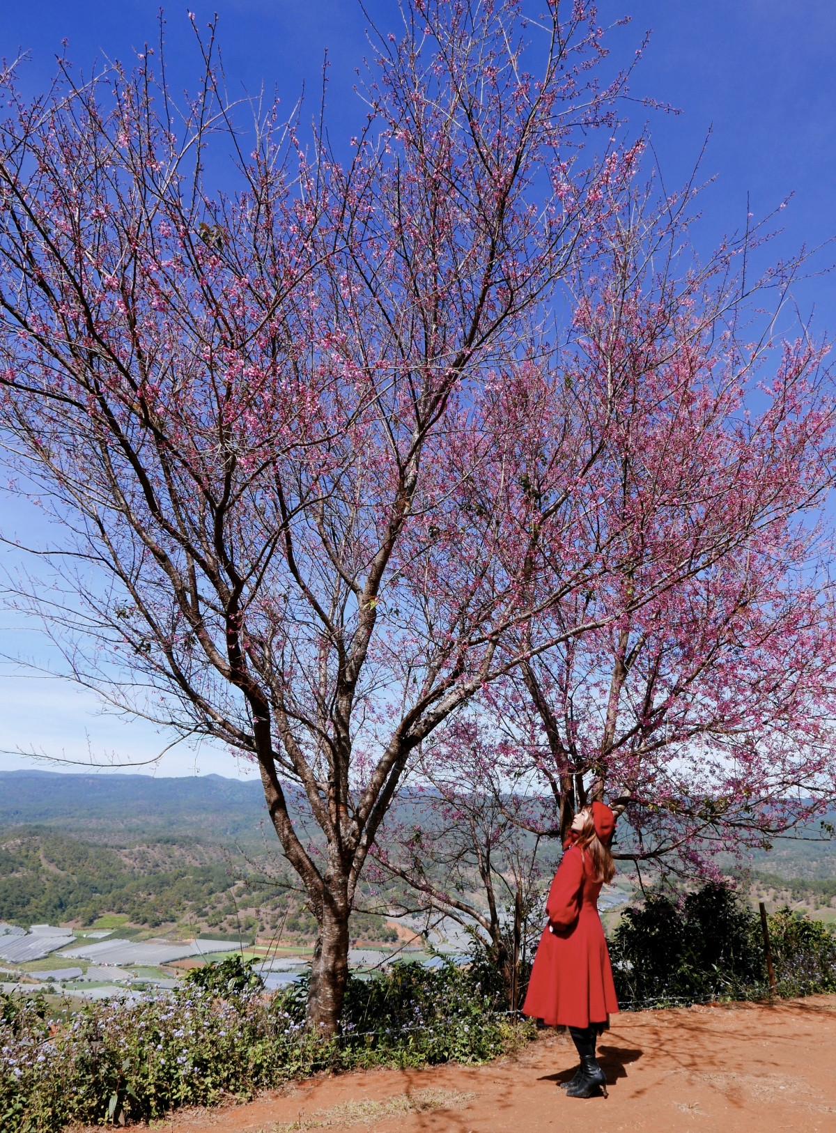 Mộng Đào Nguyên là mảng rừng phía sau sườn núi Lang Biang, nơi có hàng trăm gốc mai anh đào rực rỡ mỗi dịp xuân về.