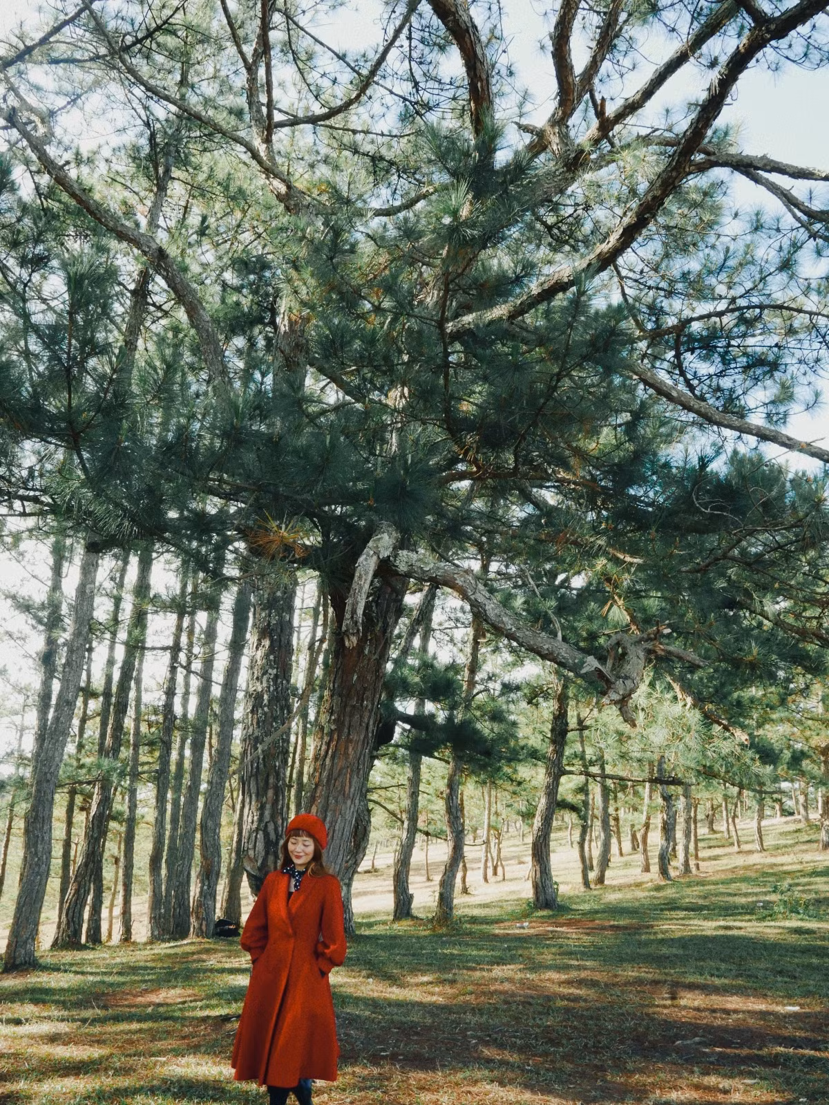 Rừng thông ở hồ Suối Vàng. Khu vực này thuộc huyện Lạc Dương, cách trung tâm thành phố Đà Lạt khoảng 12km về phía Bắc.