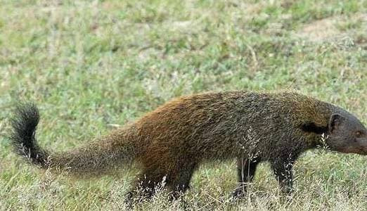 Loai doc vat khien ran ho mang nhin thay se co lai