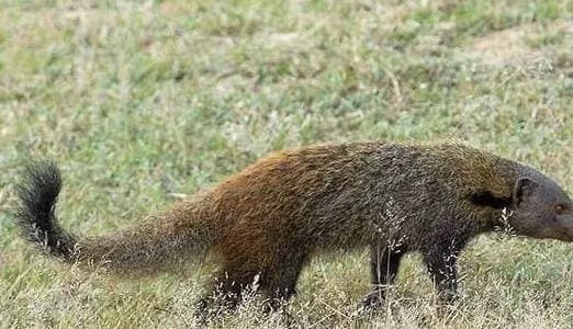 Loai doc vat khien ran ho mang nhin thay se co lai