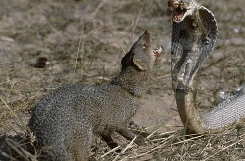 Loai doc vat khien ran ho mang nhin thay se co lai-Hinh-4