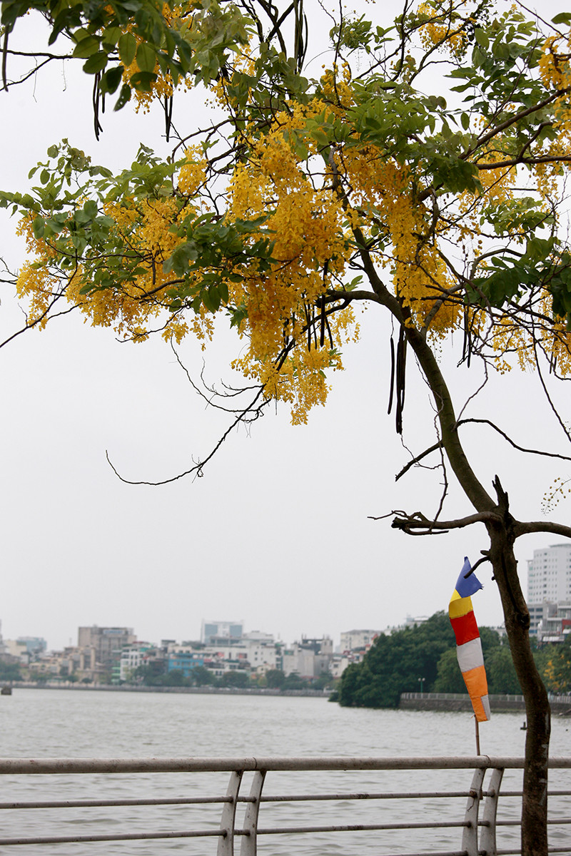 Anh: Nhung goc ho Tay quyen ru voi hoa muong hoang yen-Hinh-9