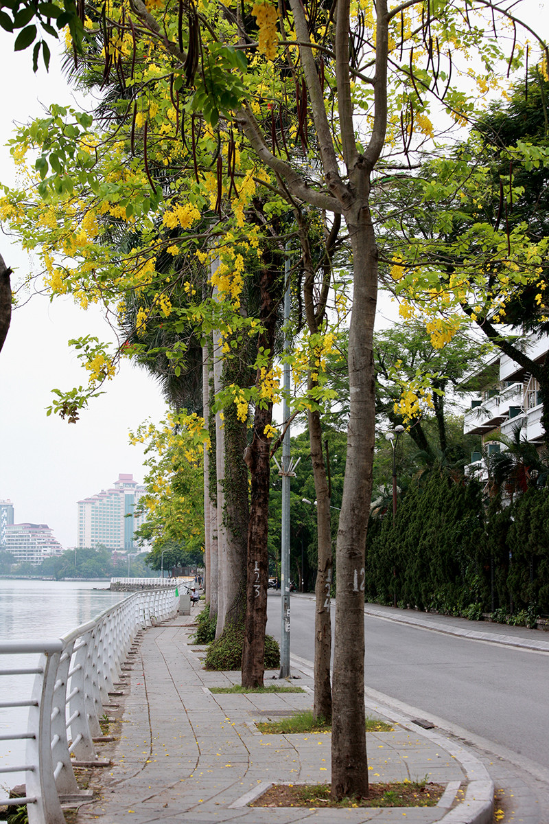 Anh: Nhung goc ho Tay quyen ru voi hoa muong hoang yen-Hinh-2