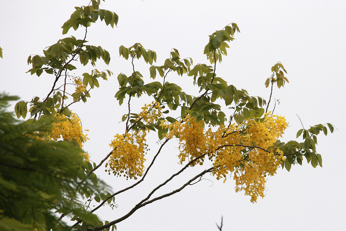 Anh: Nhung goc ho Tay quyen ru voi hoa muong hoang yen-Hinh-4