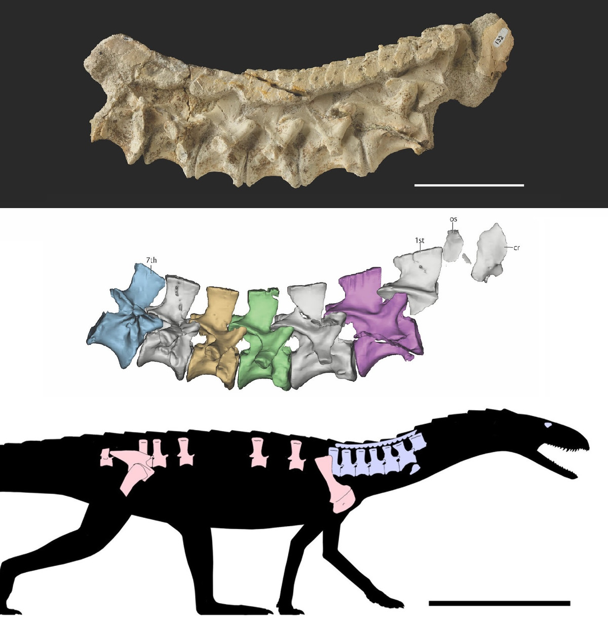 Lộ diện quái vật mình rồng, lưng bọc thép Lo dien quai vat minh rong, lung boc thep