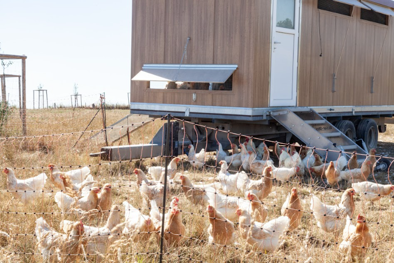 Ghe tham trang trai huu co tai chau Au-Hinh-2