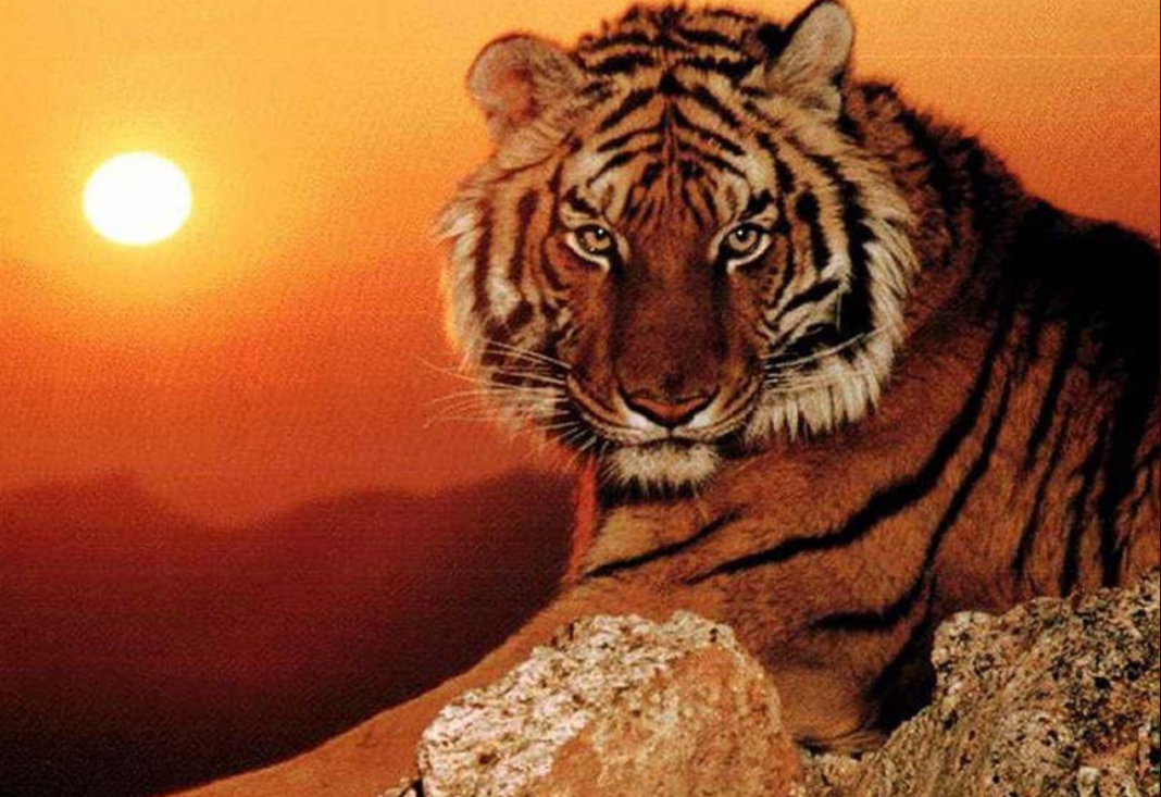 Từ cuối tháng 9 Dương lịch, nhờ được thần may mắn chiếu mệnh, tuổi Dần sẽ có sự nghiệp phát triển mạnh mẽ. Vì là người có chí tiến thủ và hiếm khi bằng lòng với một cuộc sống ổn định, con giáp này sẽ nắm bắt cơ hội và tiến gần hơn đến cuộc sống giàu sang phú quý. 