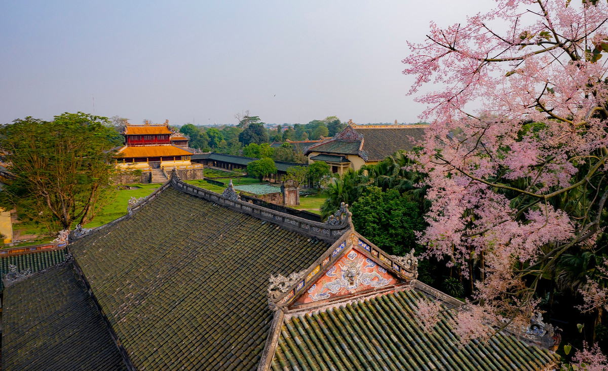 Tại Đại Nội Huế hiện nay có thể nhìn thấy cây ngô đồng ở sau lưng điện Thái Hòa và Tả Vu, Hữu Vu của điện Cần Chánh hoặc ở khu vực Cửa Ngăn.