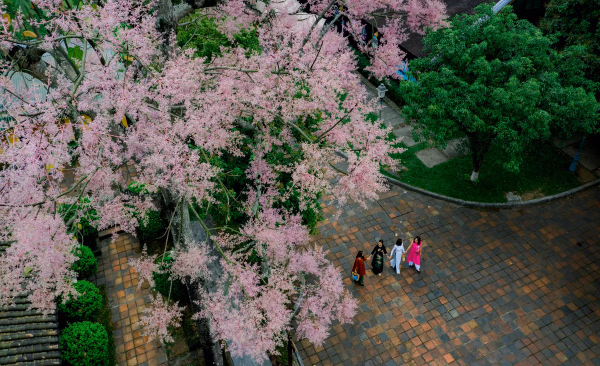 Nhiều du khách có mặt tại Đại Nội Huế thích thú khi lần đầu tiên được thấy cây ngô đồng nở hoa trong Hoàng cung.