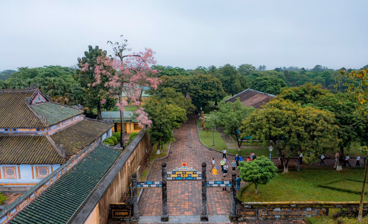 Nhiều cây ngô đồng ở Hoàng cung Huế có dáng cao, đẹp và thanh thoát.