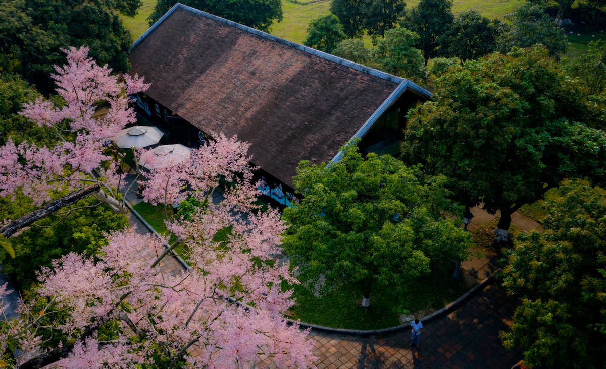 Khi đã trút bỏ hết lá, cây ngô đồng thực sự quyến rũ với những chùm hoa nhỏ đua nhau nở. Sắc hoa giữa chốn cung điện, đền đài đã tô điểm thêm cho vẻ cổ kính, trầm mặc chốn Hoàng cung.