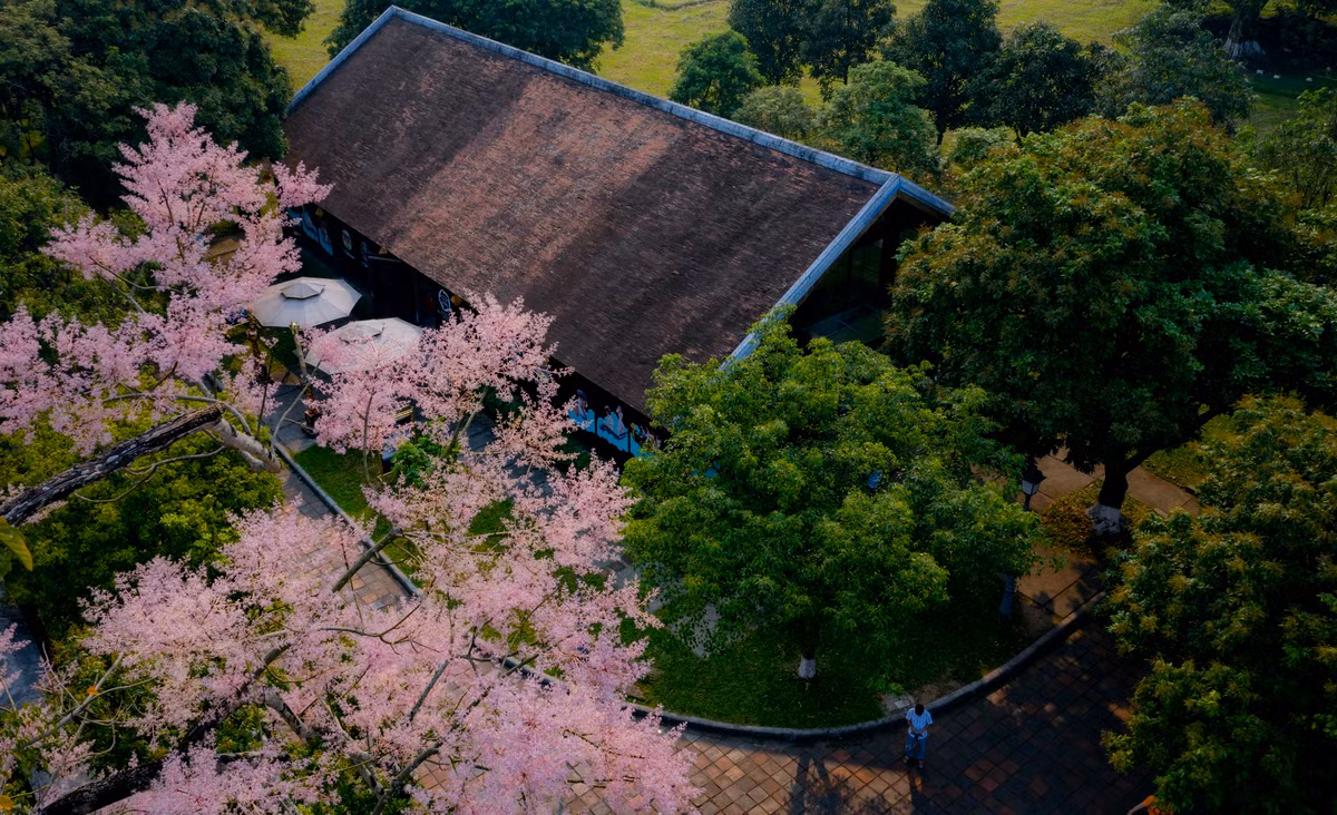 Khi đã trút bỏ hết lá, cây ngô đồng thực sự quyến rũ với những chùm hoa nhỏ đua nhau nở. Sắc hoa giữa chốn cung điện, đền đài đã tô điểm thêm cho vẻ cổ kính, trầm mặc chốn Hoàng cung.