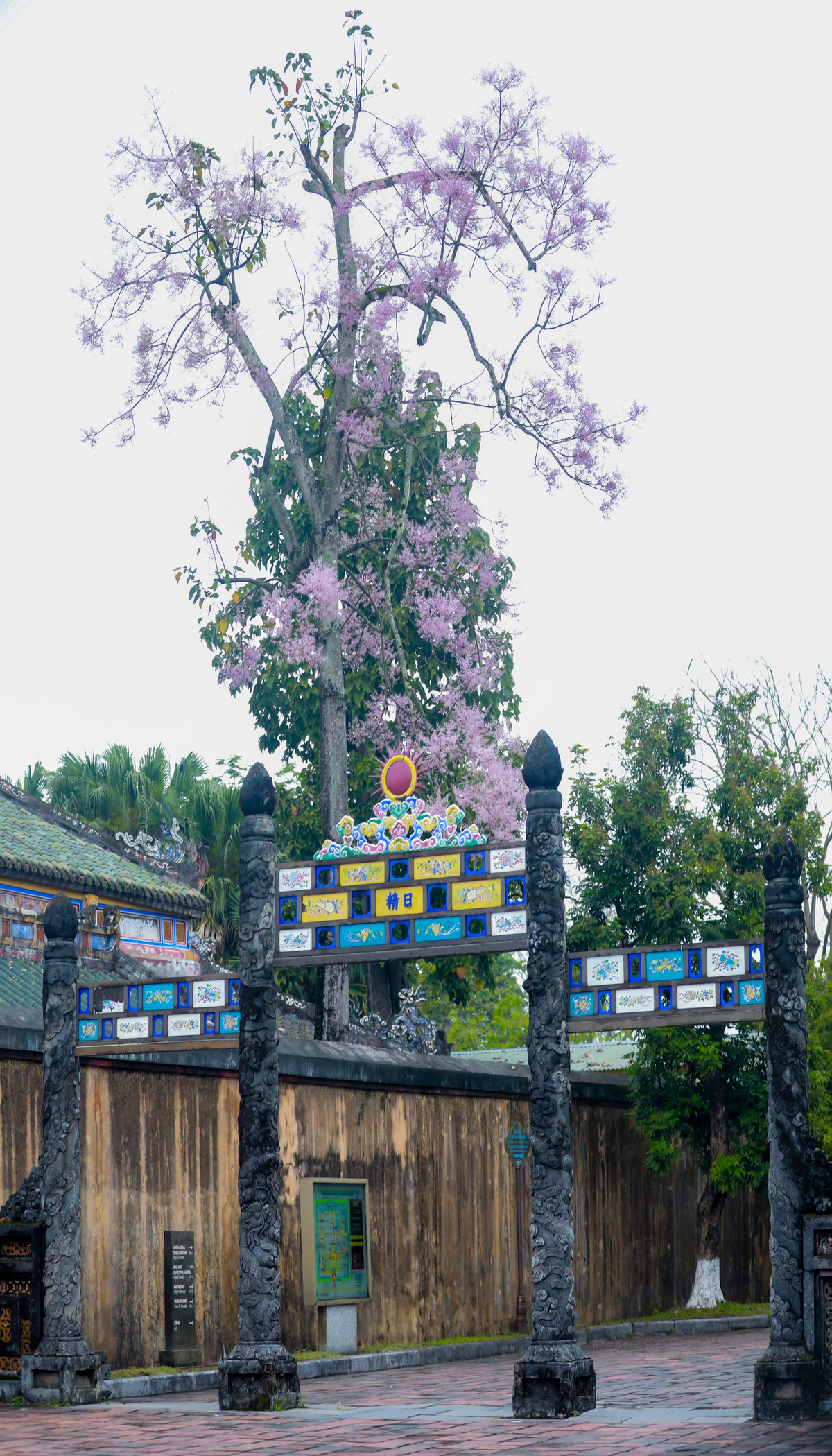 Theo các tài liệu ghi chép, cây ngô đồng thuộc vào loại "vương giả chi hoa". Vì là cây quý phái nên ở Huế xưa kia thường chỉ được trồng ở chốn vương giả. Theo sách Đại Nam Nhất Thống Chí, cây ngô đồng được đưa từ Quảng Đông về trồng ở Đại Nội Huế từ thời vua Minh Mạng. Sau đó vua Minh Mạng sai binh biền đem lá lên rừng tìm kiếm về trồng ở các góc điện.