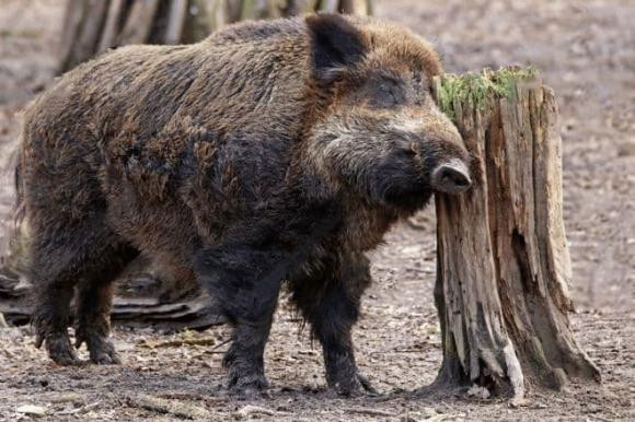 Vi sao ran doc khong giet duoc lon?-Hinh-3