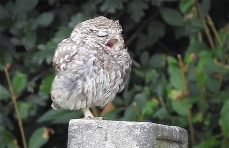 Clip: Cú con ngáp ngủ gây sốt cộng đồng mạng ảnh 1 Clip: Cú con ngáp ngủ gây sốt cộng đồng mạng ảnh 1