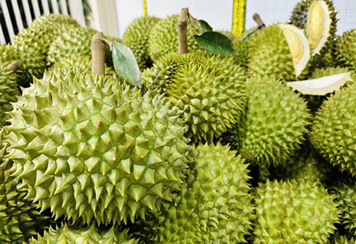 Su that sau rieng gia chi 49.000 dong/kg, bo dac san re hiem thay