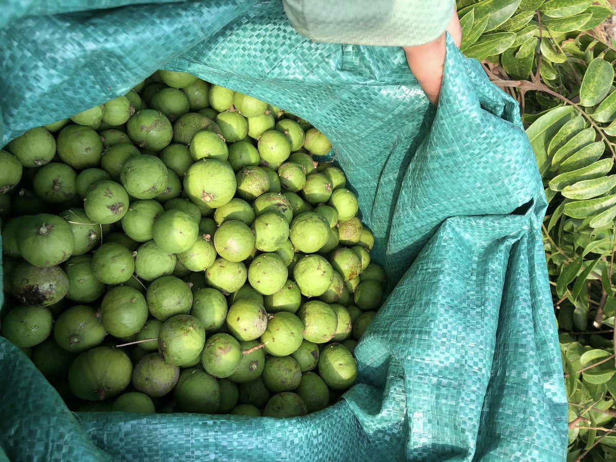 Su that sau rieng gia chi 49.000 dong/kg, bo dac san re hiem thay-Hinh-2