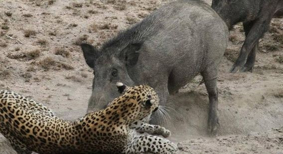 Sau nhiều cú cắn, con báo đã gục ngã.