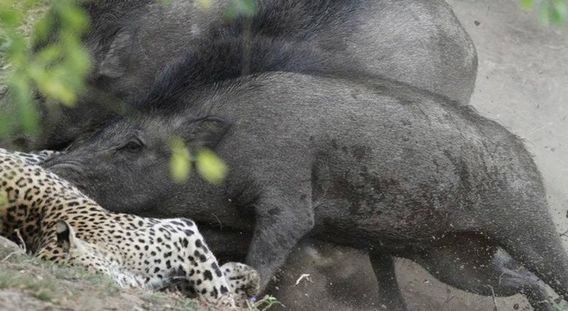 Cho tới khi con báo nằm im bất động, những con lợn rừng mới bỏ đi.