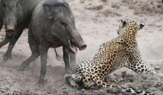 Trước tình cảnh này, con báo đành phải cố gắng chống trả và tìm đường thoát thân.