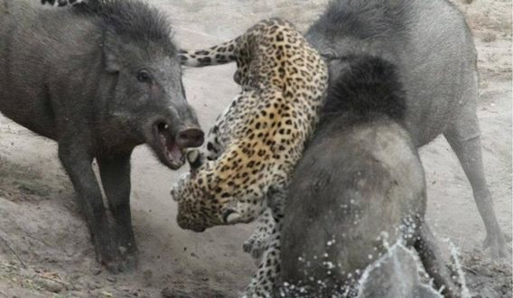 br/> Tuy nhiên, khi chưa thể bắt được con mồi, báo hoa mai đã bị 3 con lợn rừng tấn công dã man.