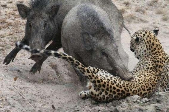 Thế nhưng, những con lợn rừng không muốn bỏ qua cho kẻ săn mồi nên tiếp tục tấn công.