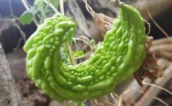 Mua muop dang nen chon 'thang' hay 'cong'?-Hinh-8