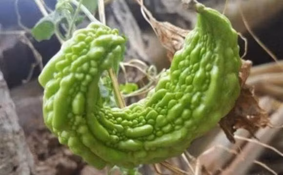 Mua muop dang nen chon 'thang' hay 'cong'?-Hinh-8