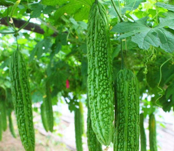 Mua muop dang nen chon 'thang' hay 'cong'?-Hinh-2