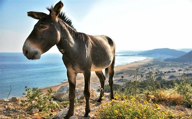 Linh cau cay the bat nat lua va cu lat nguoc ngoan muc